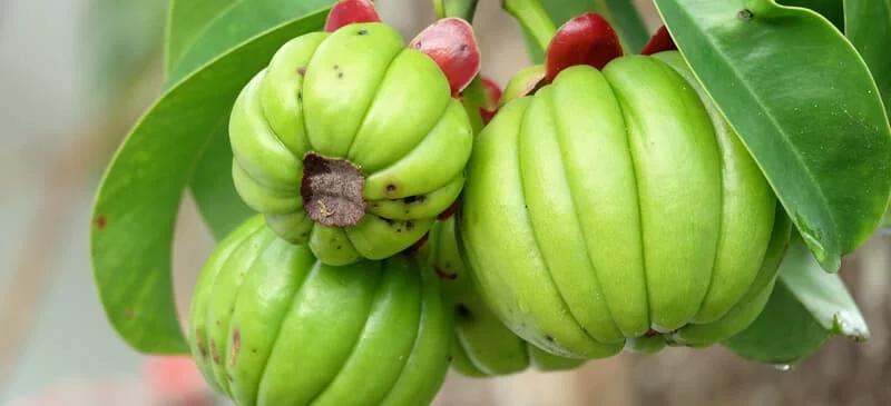 Garcinia